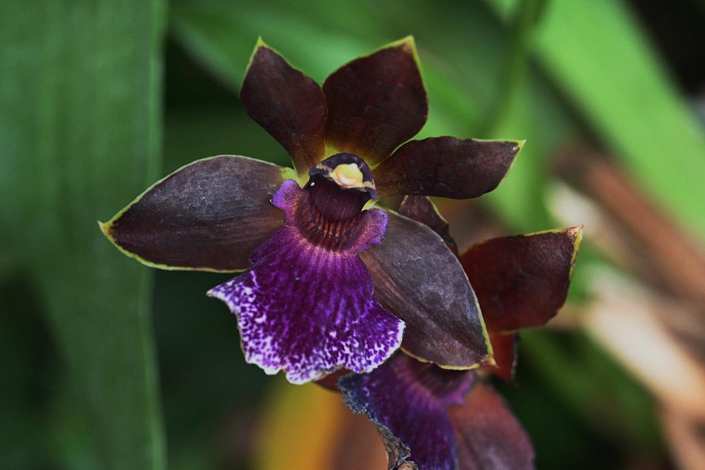 2025-01156006 Tower Hill Botanic Garden, MA.JPG - Orchid (Zygopetalum Debbie De Mello). New England Botanic Garden at Tower Hill, MA, 1-15-2025